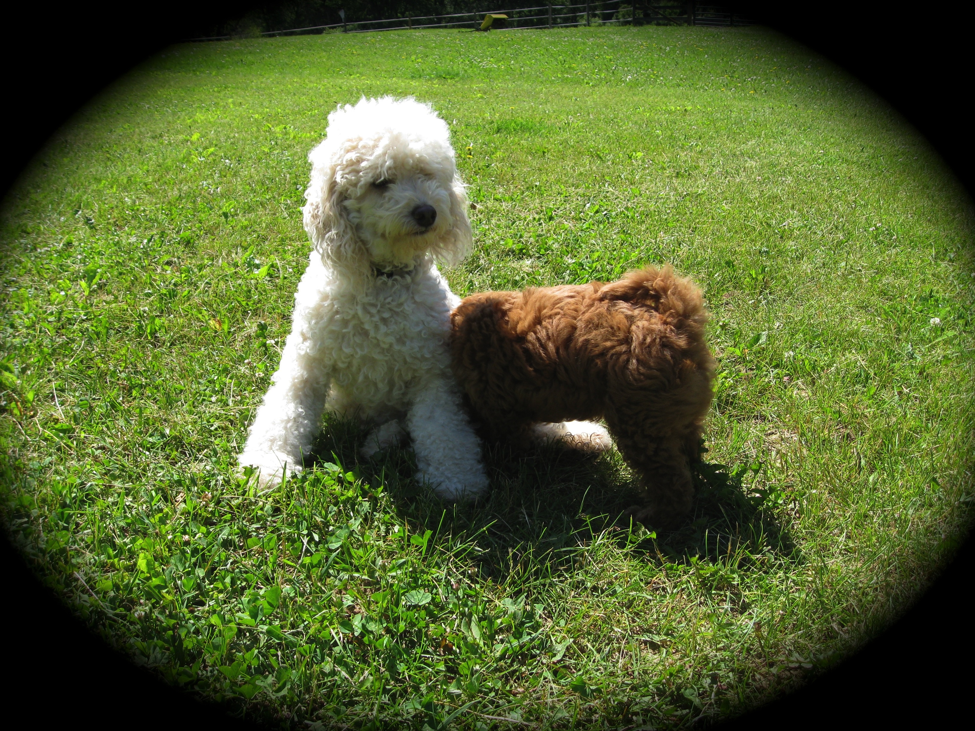 Miniature Goldendoodle Puppies Wisconsin / Wisconsin Miniature